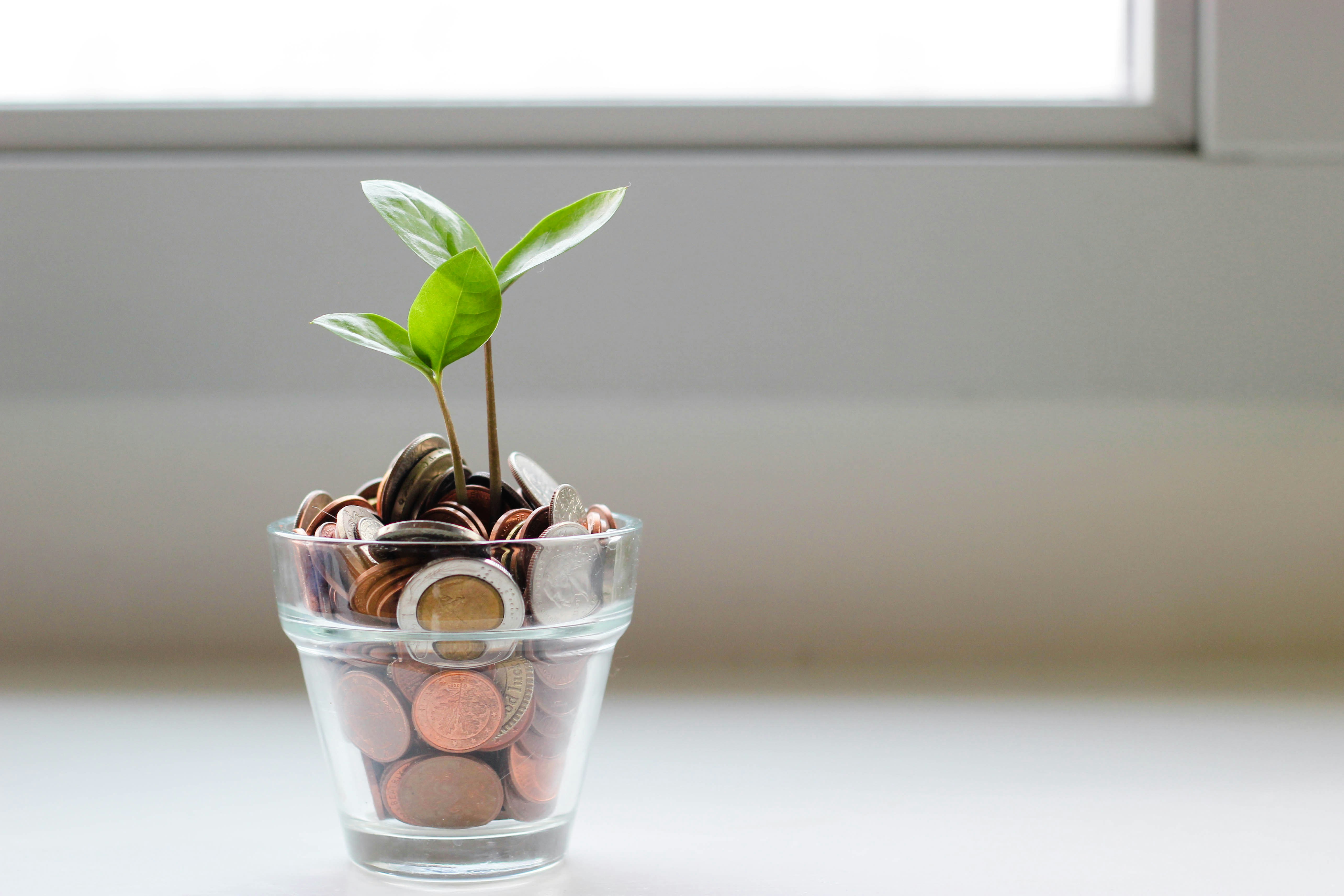A small pot with a plant and coins