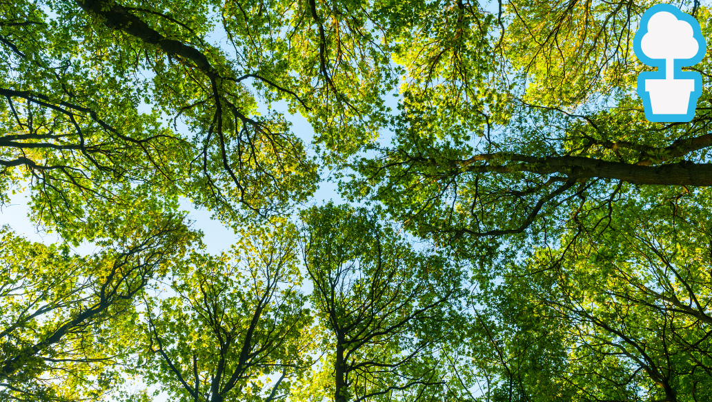 Tree canopy