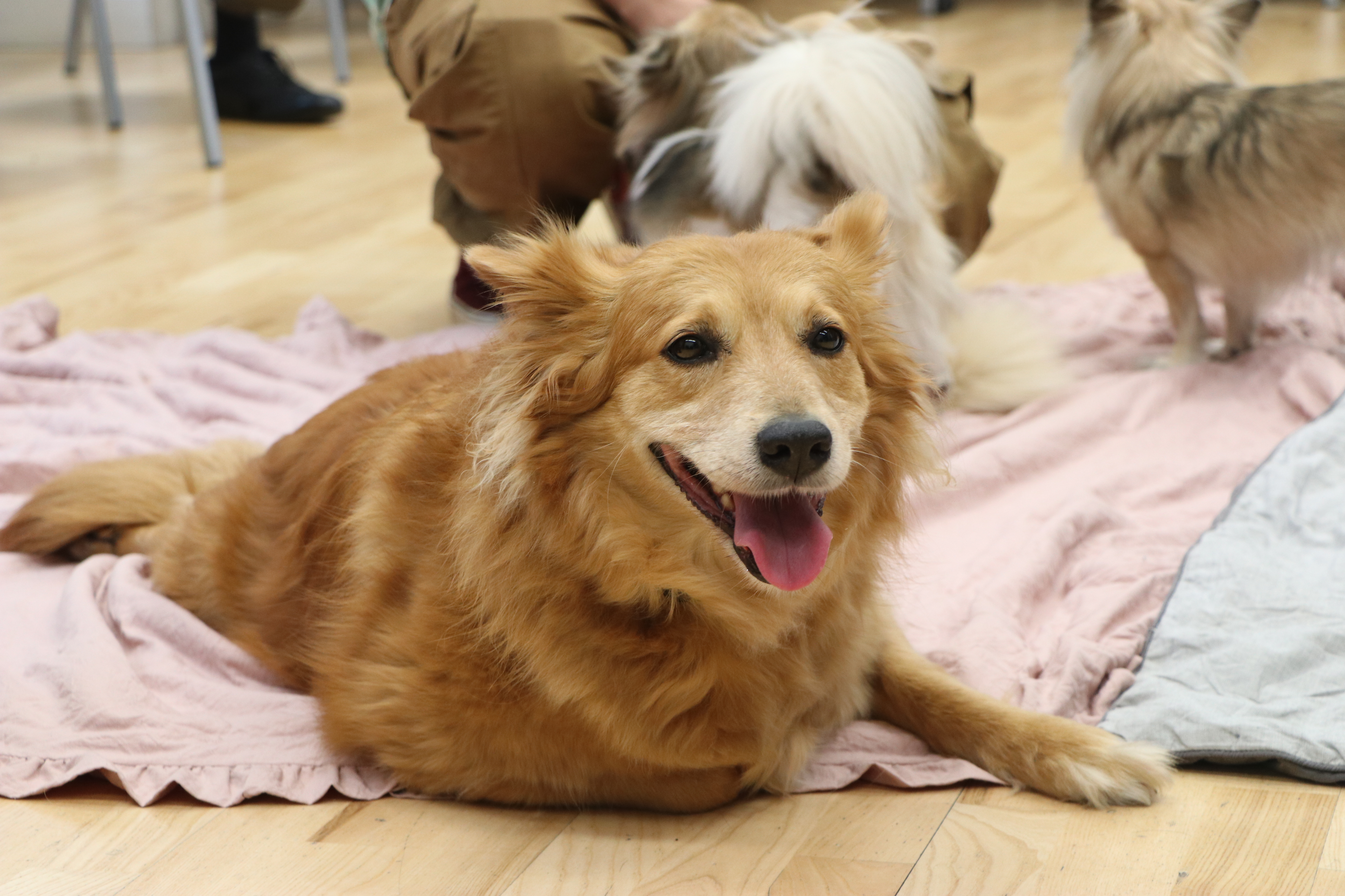 wellbeing dog